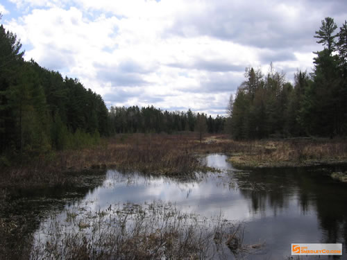 Marshy river section of the Bonnechere.