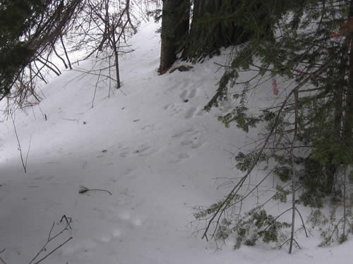 Rabbit tracks on the camp site.