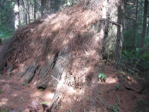 A large brush leanto.