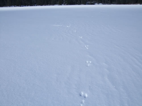 Bunny tracks.