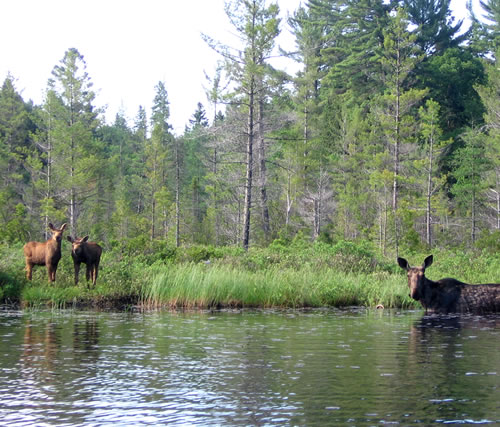 Cow and two calves on Crow River leaving Big Crow Lake.