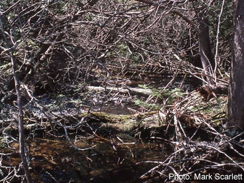 Bonnechere River start in 1991.