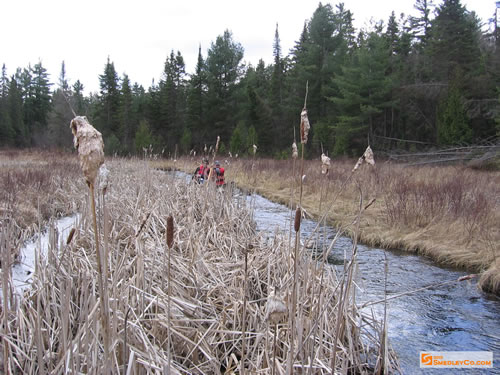 MarkS and Markus paddle the cattail channel.