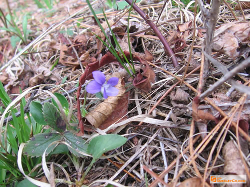 Early Spring flowers.