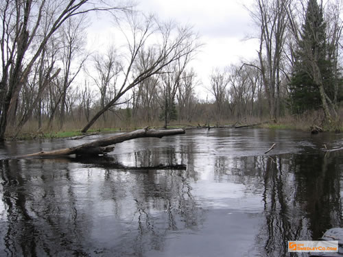 Flooded out maple swamp.