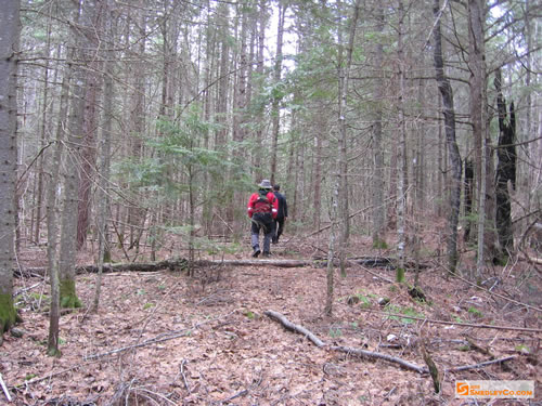 Along an old logging road.