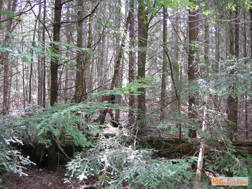 MarkS exploring the headwaters area.