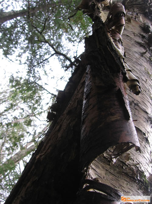 Peeling bark.