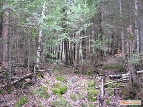 Shrew Lake to Dove Lake portage.