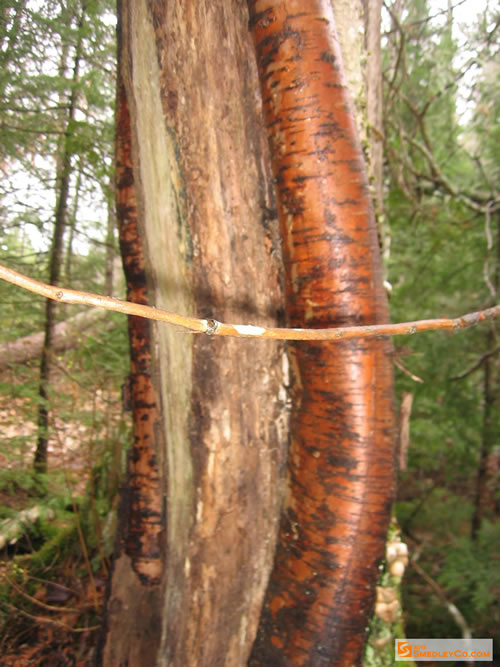 Split trunk tree.