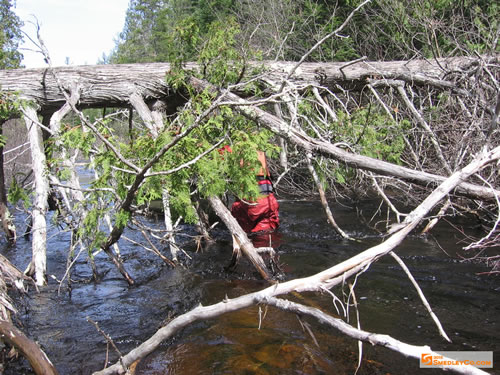 Working our way past a downed tree.