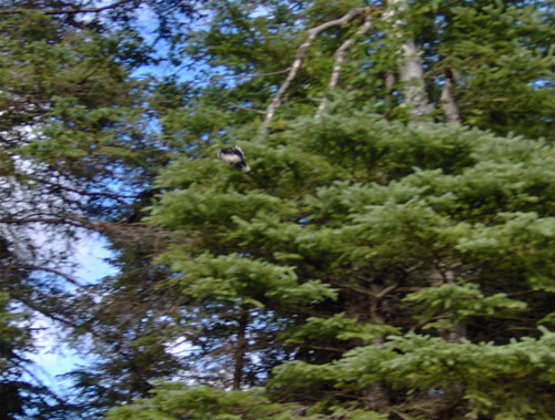 Blue Jay caught in flight.