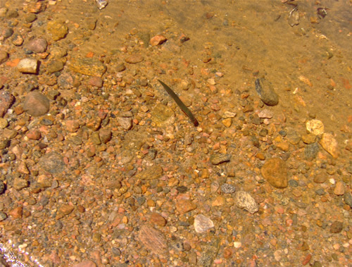 Famous Algonquin Park leach.