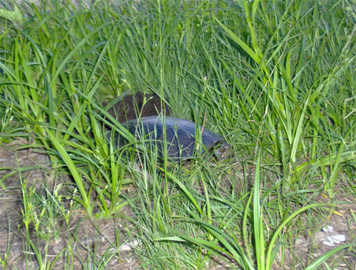 Turtle laying eggs on Big Rock to Byers portage.