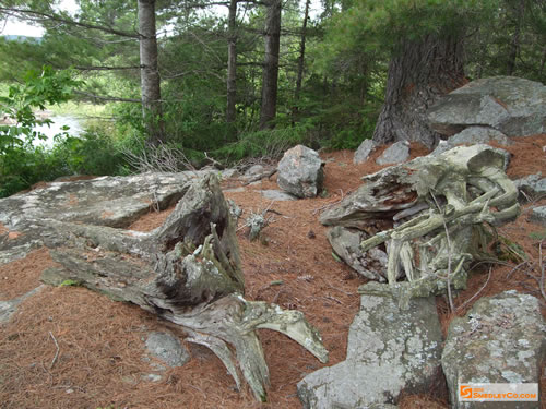 Stumps and rocks around the island.