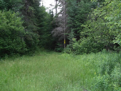 Start of 130m (signed 90m) portage on Maple Creek.