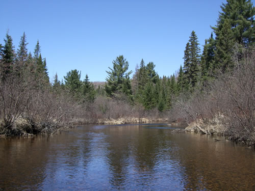 A stretch of Potter Creek.