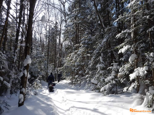 Trail through the dappled forest.